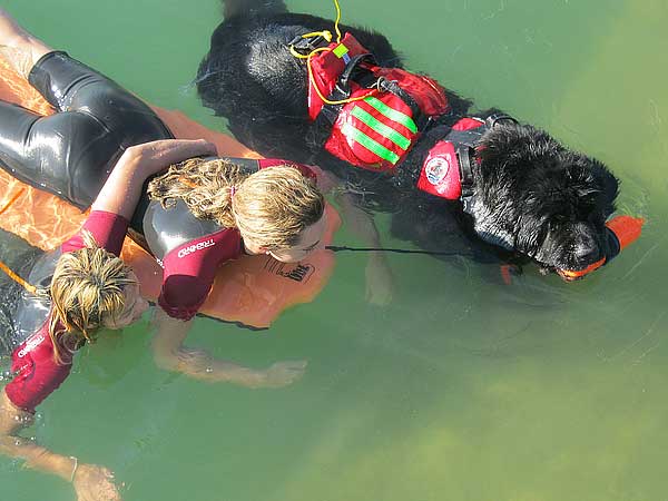 Gossos de rescat aquàtic o salvavides
